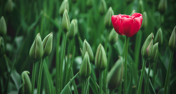 tulip growing
