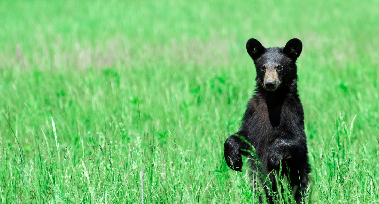 Investing During a Bear market